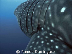 Close view to the gills of a whale shark. Revillagigedo i... by Ramón Domínguez 